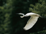A Graceful Great Egret, Egretta Alba, in Flight