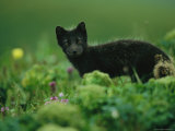 Close View of an Arctic Fox in its Summer Coat