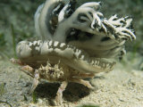 A Crab Carries an Upside-Down Jellyfish for Camouflage or Protection