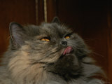 Persian Cat
