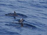 A Pod of Pygmy Killer Whales Swimming at the Waters Surface