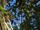 A Jaguar Peeks out from Behind a Tree