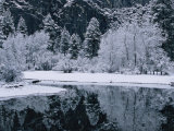 Snow-Covered Trees Reflected on the Surface of the Merced River