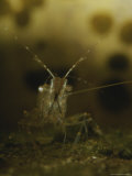 A Transparent Glass Shrimp with Eye and Antennae Detail
