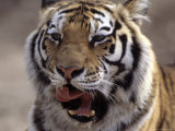Tiger, Qinhuangdao Zoo, Hebei Province, China
