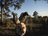 Two Florida Scrub-Jays Perch on a Mans Hand
