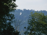 A Great Egret Prepares to Land on its Nest on Wade Island
