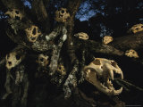 A Collection of Jaguar Skulls Taken by Local Cattle Ranchers