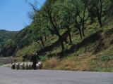 A Goatherd Leads His Flock of Goats Along a Rural Road Near Beijing