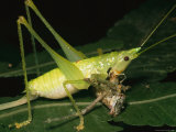 A Katydid Eating Another Insect