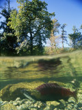 A Sockeye Salmon Spawns in the Shallow Water of the Adams River