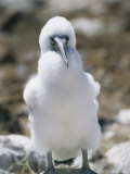 A Blue Footed Booby Chick Sits on a Rock on Espanola Island