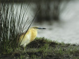 A Squacco Heron Rests Near the Waters Edge
