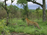 Leopard Hunts on a Private Game Reserve in South Africa