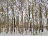 A Stand of Bare Trees in Snow at Grand Teton National Park