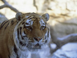 Khuntami, a Male Siberian Tiger, in His Outdoor Enclosure