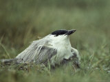 A Gull-Billed Tern Endures a Rain Shower, Gelochelidon Nilotica