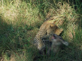 Leopard Kills an Antelope in Search of a Meal