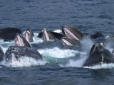 Feeding Time for Humpback Whales in the Inside Passage of Alaska