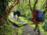 Buy Hikers Walk Along Milford Track Among Temperate Rainforest Trees at AllPosters.com