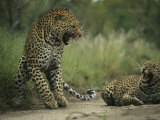 Leopards Exchange Aggressive Growls After Mating