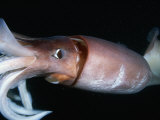 Buy Close View of a Giant or Humboldt Squid at Night at AllPosters.com
