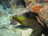 Buy A Green Moray Eel Near a Coral Outcropping in the Florida Keys at AllPosters.com