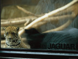 A Jaguar Peers Through a Window in its Enclosure