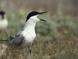 A Gull-Billed Tern Calls Out, Gelochelidon Nilotica