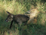 Leopard Kills an Antelope in Search of a Meal