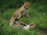 Leopards Exchange Aggressive Growls After Mating