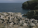 Coastal Rookery of Blue Eyed Cormorants and Black Browed Albatrosses