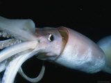 Buy Close View of a Giant or Humboldt Squid at Night at AllPosters.com