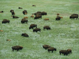 Adult Buffalo and Calves Graze in Custer State Park