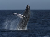 A Breaching Humpback Whale in the Sea of Cortez