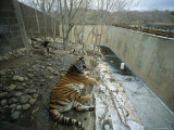 A Siberian Tiger Rests on a Rock in an Outdoor Enclosure