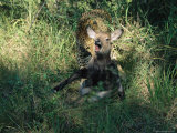 Leopard Kills an Antelope in Search of a Meal