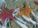 Buy Bat Starfish Make Meals Out of Opalescent Inshore Squid at AllPosters.com