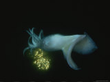Buy Close View of a Giant or Humboldt Squid at Night at AllPosters.com