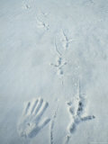 Buy Comparison of Stellers Sea Eagle Track and Human Hand Print in Snow at AllPosters.com