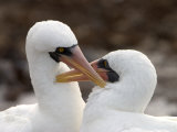A Pair of Masked Boobies