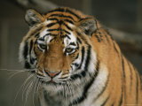 A Close View of the Face of a Siberian Tiger in a Zoo