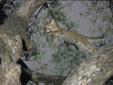 Leopard Leaps from One Tree Branch to Another
