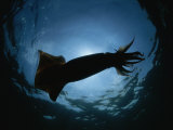 Buy Giant Or Humboldt Squid in Silhouette from Below at AllPosters.com