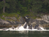 Humpback Whales Feed Close to Shore by Lunging in the Inside Passage