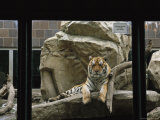 A Siberian Tiger Rests on a Rock in an Outdoor Enclosure