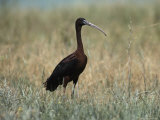 A Portrait of a Glossy Ibis