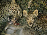 Leopard Tears Apart its Kill Teaching her Cub to Eat