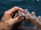 Buy View of Toothed Suckers on Tentacles of the Giant/Humboldt Squid at AllPosters.com