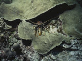Buy A Spiny Lobster Seeks Shelter under a Coral Ledge at AllPosters.com